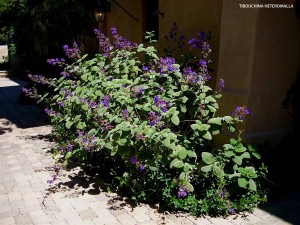 Tibouchina heteromalla